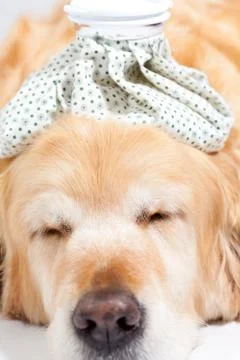 Dog with flu Stock Photos