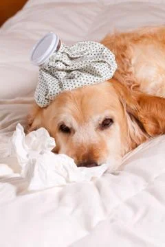 Dog with flu Stock Photos