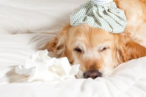 Dog with flu Foto stock