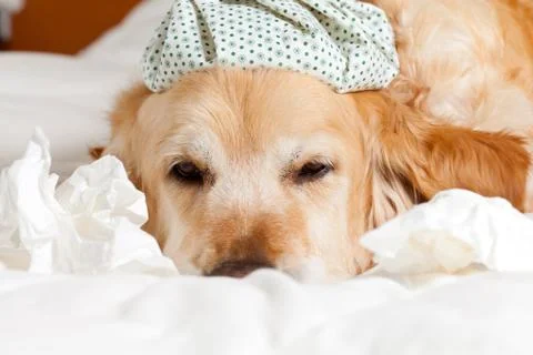 Dog with flu Stock Photos
