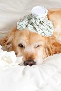 Dog with flu Foto stock