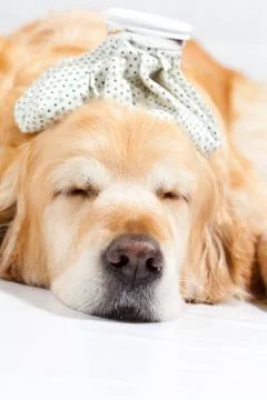 Dog with flu Stock Photos