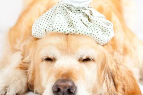 Dog with flu Stock-Fotos