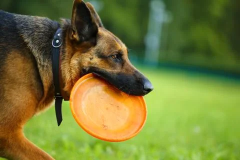 Dog with flying disc Stock Photos