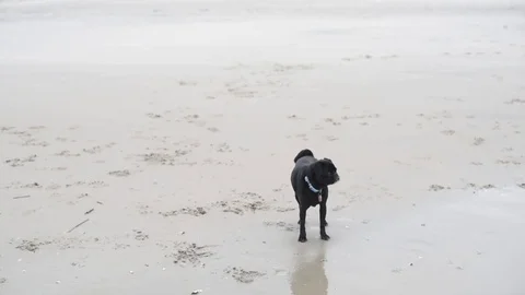 Dog into focus then startled by two dogs running Stock Footage 75763949