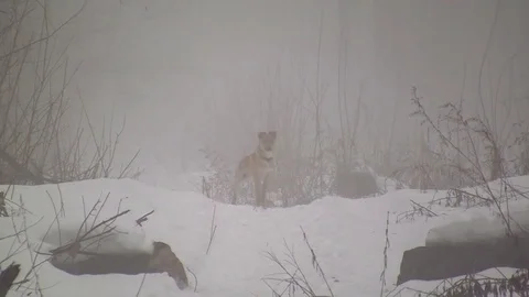 Dog in the fog Video stock 83844530