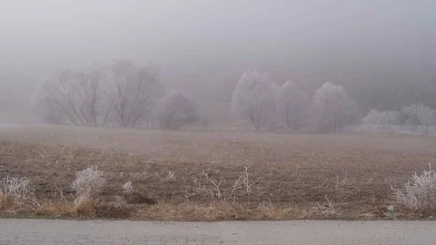 Dog in the Fog Stock Footage 121617048