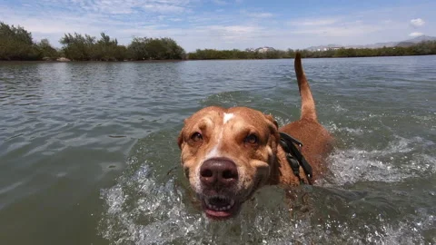 Dog following camera Stock Footage 158646453