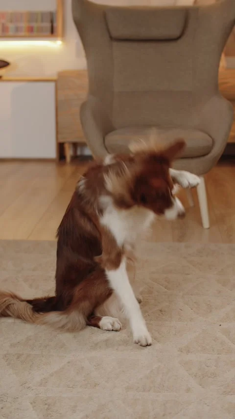 Dog Follows Commands on the Camera. Border Collie Dog Breed Vídeos de archivo 279965682