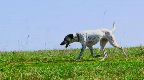 Dog 스톡 동영상 570771