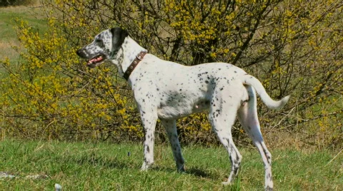 Dog Video stock 570816