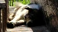 Dog HD Footage