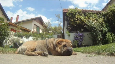 Dog Stock Footage 800083