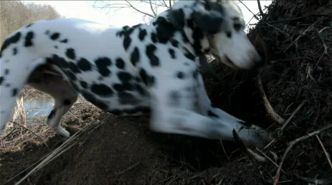 Dog Stock Footage 856428