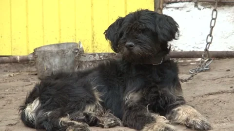 Dog  Stock Footage 902865