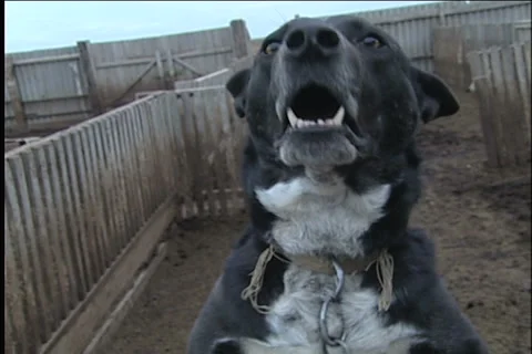 Dog Видео 910924