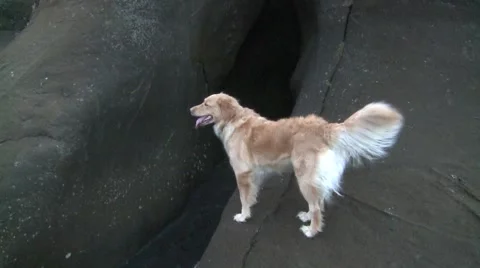 Dog 스톡 동영상 1107614