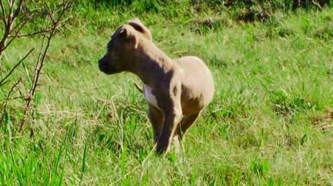 Dog Stock Footage 4280353