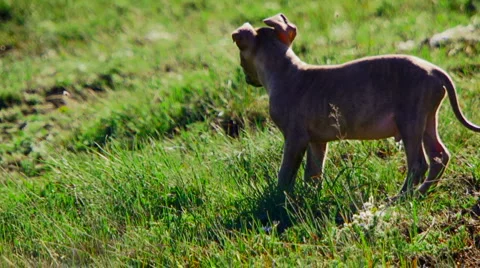 The Dog Stock Footage 4280373