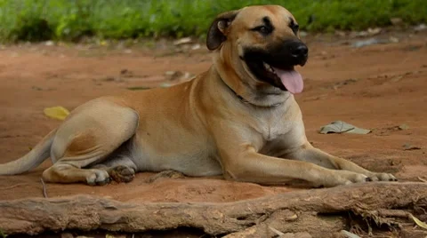 Dog Stock Footage 7740171