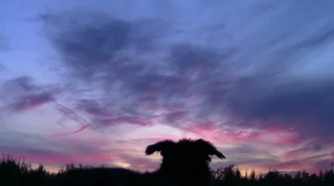 Dog Stock Footage 8776552