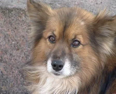 Dog Stock Footage 8957033