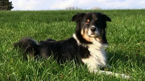 Dog Stock Footage 9584121