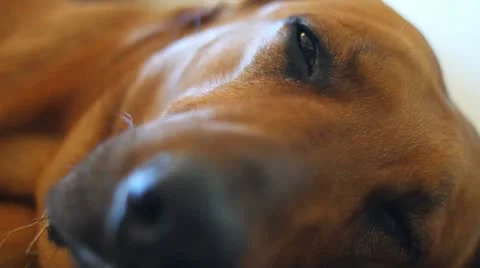 Dog Stock Footage 10593689