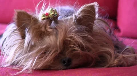 Dog Stock Footage 10720143