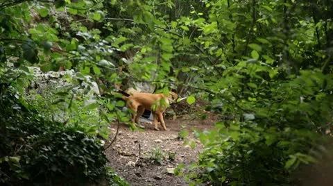 Dog Stock Footage 10734285