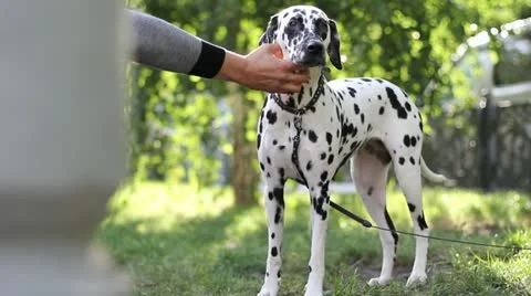 DOG Stock Footage 10861540