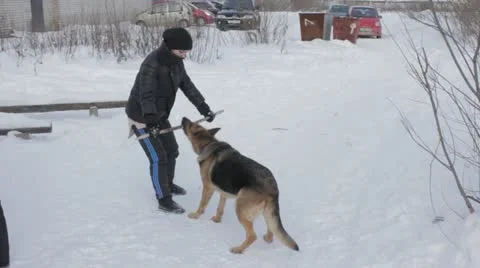 Dog Stock Footage 20526141