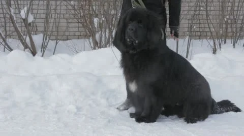 Dog Stock Footage 20526742