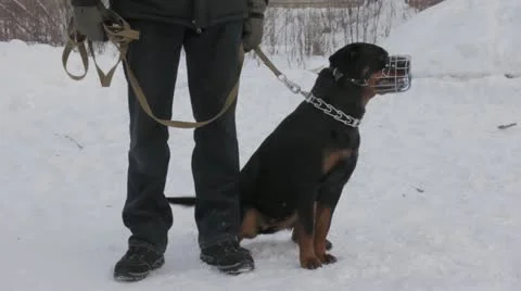 Dog Video stock 20527256