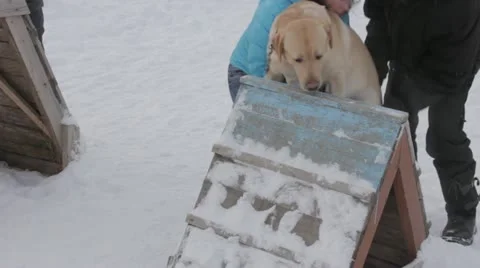 Dog Stock Footage 20527605