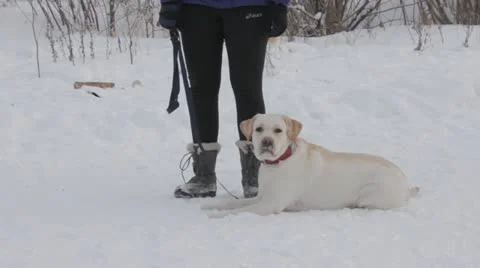 Dog Stock Footage 20527751