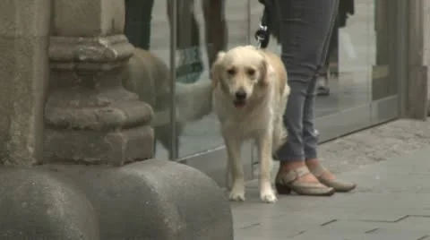 Dog Video stock 21720203