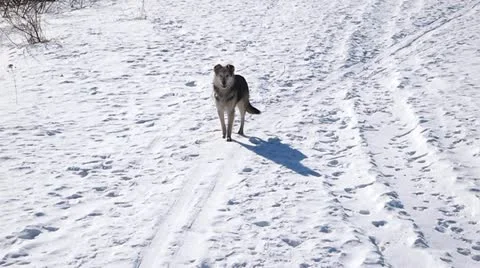 Dog Vídeo Stock 22013152