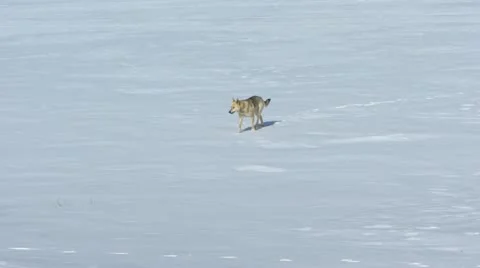 Dog Stock Footage 22220578