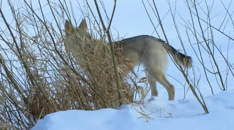 Dog Video stock 22220668