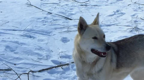 Dog Video stock 22220710