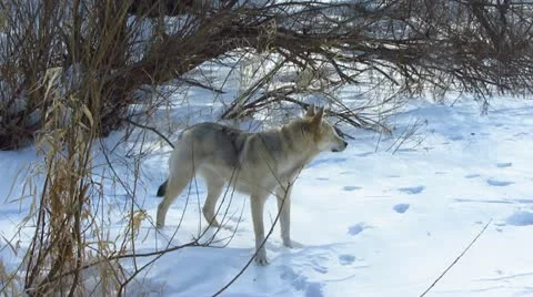 Dog Video stock 22221100