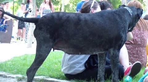 Dog 스톡 동영상 25041834