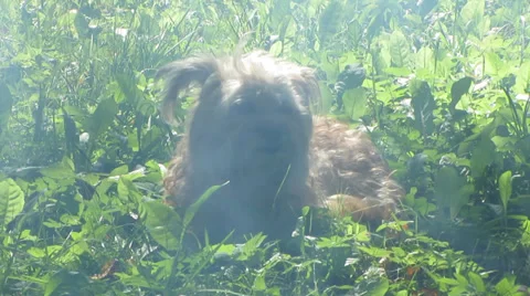 Dog Video stock 29354131