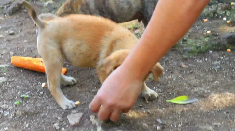 Dog Stock-Footage 34316465