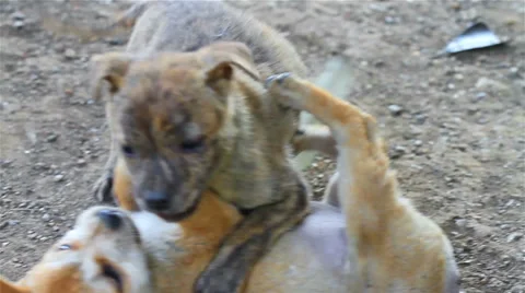 Dog Stock Footage 34317797