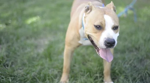 Dog Stock Footage 42270089