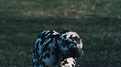 Dog Stock Footage 62321748