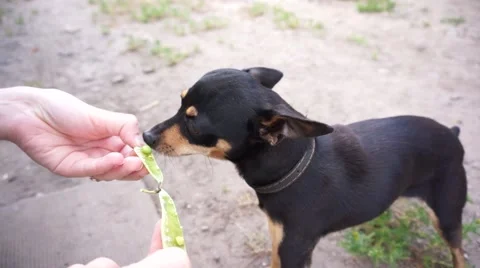 Dog Stock Footage 64968924