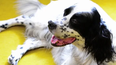 Dog Stock Footage 79172563